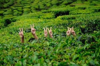 Children waving hand in the tea plantation clipart