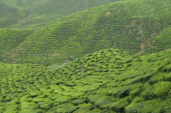 Yeşil çay plantasyon Cameron Highland Vadisi — Stok fotoğraf