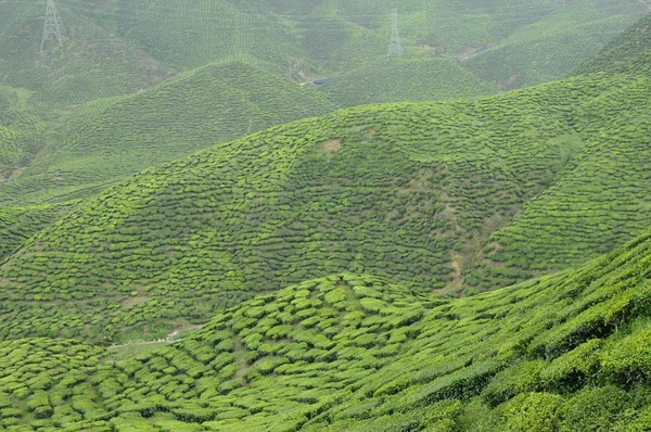 Grøn te plantage i Cameron Highland Valley - Stock-foto