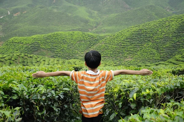 A child waving hand in the tea plantation