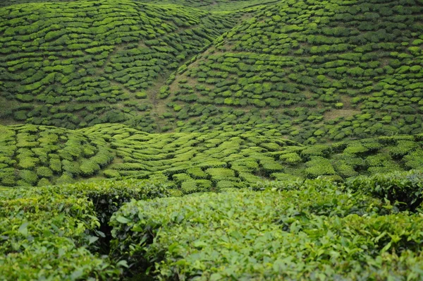 Plantación de té verde en Cameron Highland Valley —  Fotos de Stock