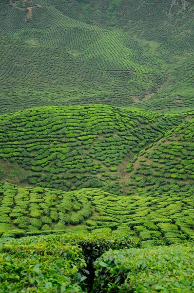 கேமரூன் ஹைலேண்ட் பள்ளத்தாக்கில் பச்சை தேயிலைத் தோட்டம் — ஸ்டாக் புகைப்படம்