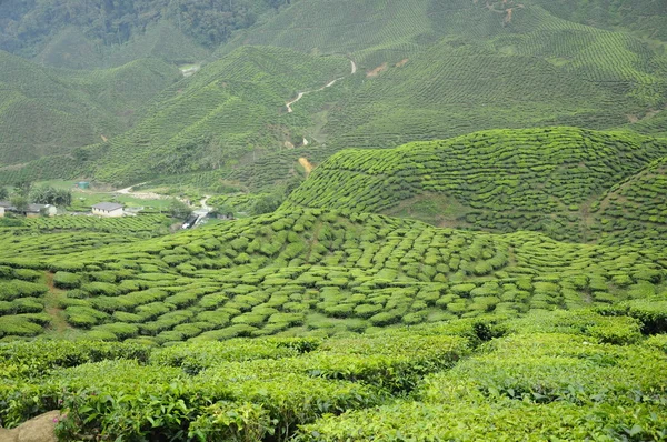 Yeşil çay plantasyon Cameron Highland Vadisi — Stok fotoğraf