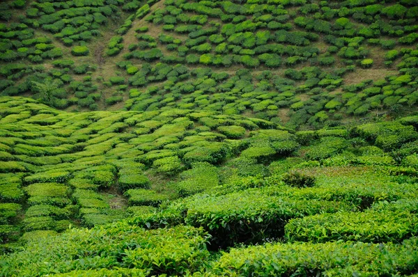 Плантация зеленого чая в долине Кэмерон Хайленд — стоковое фото