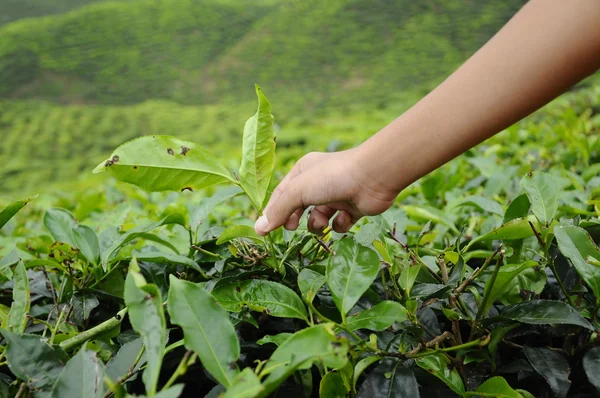 Una mano de niño arrancando hojas de té en la plantación de té — Foto de Stock