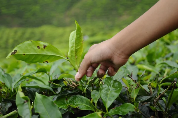 Çay yaprağı çay plantasyon, koparma çocuk yardım