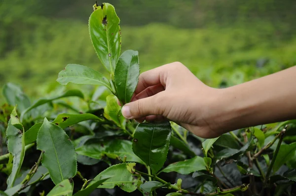 Una mano de niño arrancando hojas de té en la plantación de té —  Fotos de Stock