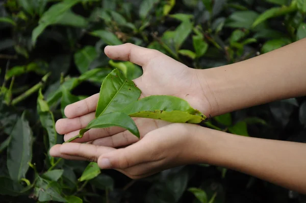 La mano de un niño sosteniendo una hoja de té en la plantación de té — Foto de Stock