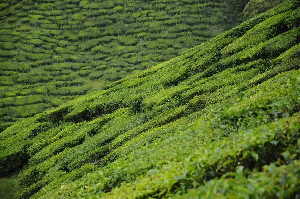 Plantação de chá verde em Cameron Highland Valley — Fotografia de Stock