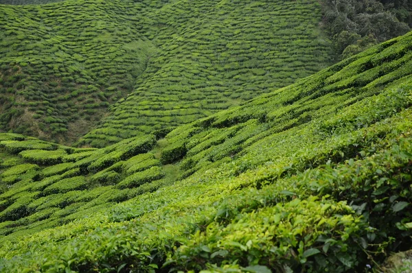 Зелений чай плантації в долині Cameron Хайленд — стокове фото