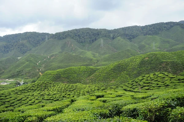 Zielona herbata plantation w Cameron Highland Valley — Zdjęcie stockowe