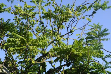 Averrhoa bilimbi veya Belimbing Buluh