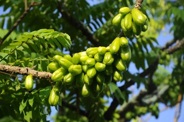 Averrhoa bilimbi o Belimbing Buluh — Foto Stock