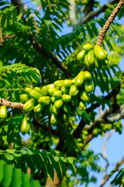 Averrhoa bilimbi o Belimbing Buluh — Foto Stock