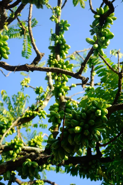 Averrhoa bilimbi o Belimbing Buluh — Foto Stock