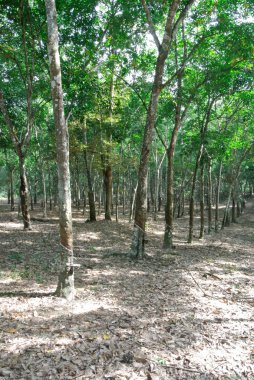 Lateks kauçuk ağacı (Hevea brasiliensis) üretir