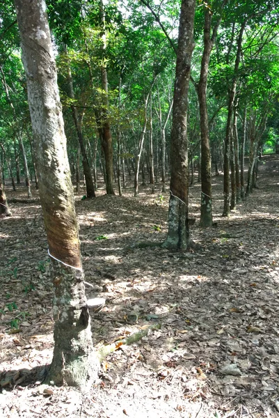 Lateks kauçuk ağacı (Hevea brasiliensis) üretir