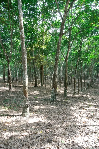 Lateks kauçuk ağacı (Hevea brasiliensis) üretir