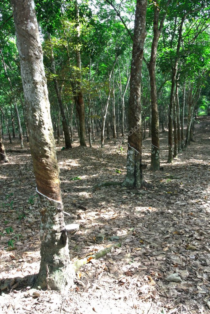 Rubber Tree (Hevea brasiliensis) produces latex — Stock Photo