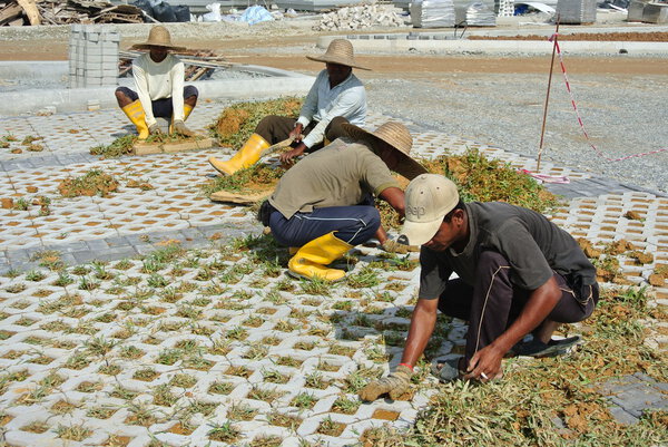 Construction workers planting grass in between concrete block