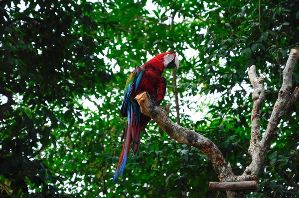 Parrot or psittacines — Stock Photo, Image