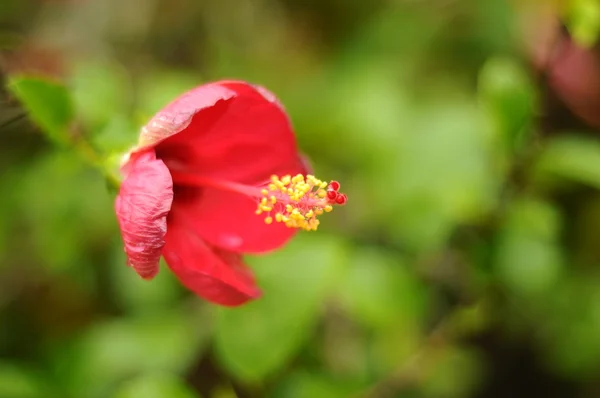 Hibiscus rosa-sinensis lub Bunga Raya — Zdjęcie stockowe