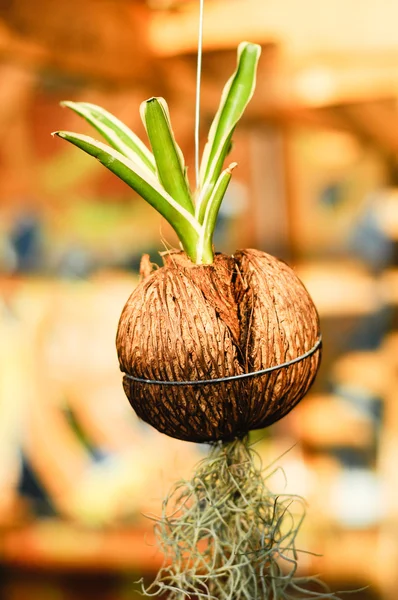 Plantas de floração cultivadas em vasos de casca de coco — Fotografia de Stock