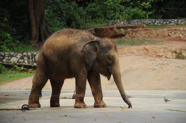 Bir fil Malacca Hayvanat Bahçesi