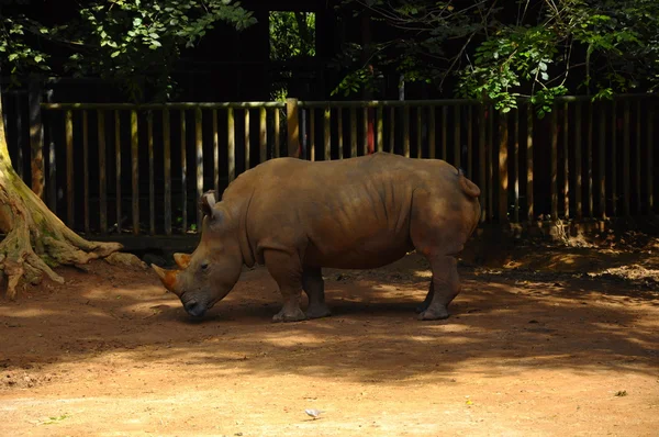 Rhinoceros at Malacca Zoo — Stock Photo, Image