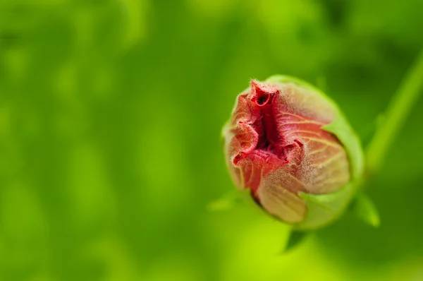 Hibiscus rosa-sinensis он же Bunga Raya — стоковое фото