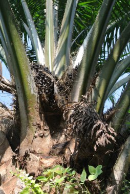 Yakın çekim görünümü palm yağı meyve palm yağı ağaçta demet