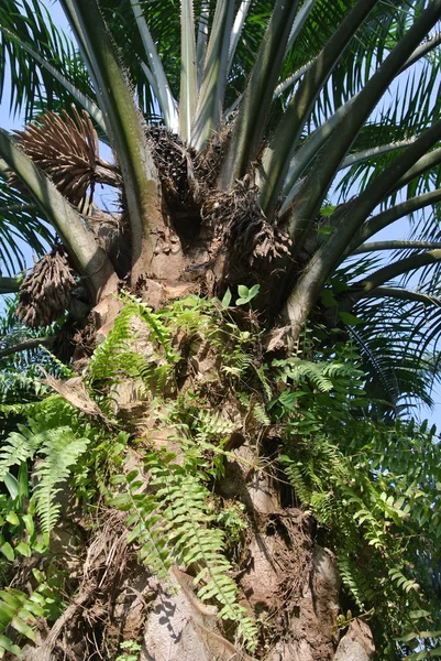 Close-up weergave palmolie vruchten trossen aan de palmolie bomen — Stockfoto