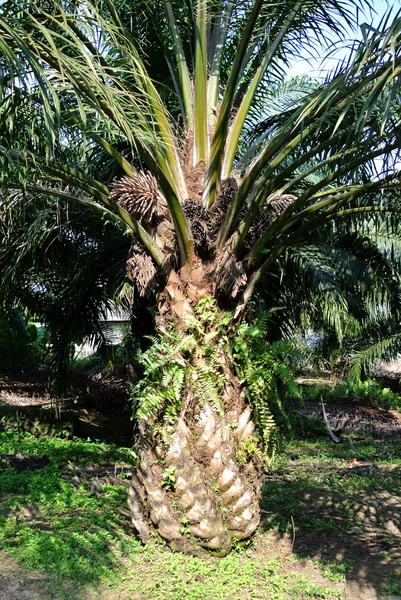 Close-up weergave palmolie vruchten trossen aan de palmolie bomen — Stockfoto