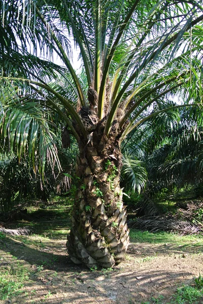 Szczelnie-do góry widok oleju palmowego owoców bukiety na oleju palmowego drzewa — Zdjęcie stockowe