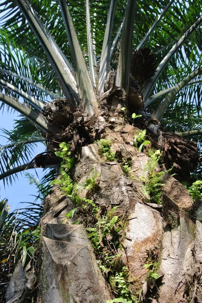 Κλείνω-πάνω θέα φοινικέλαιο φρούτα τσαμπιά στα δέντρα φοινικέλαιο — Φωτογραφία Αρχείου