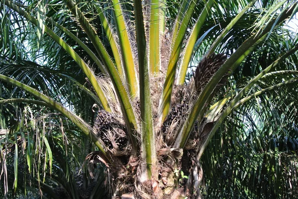 Vista de perto cachos de frutas de óleo de palma nas palmeiras — Fotografia de Stock