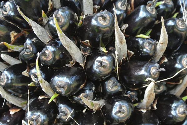 Vista de cerca racimos de frutas de aceite de palma en los árboles de aceite de palma — Foto de Stock