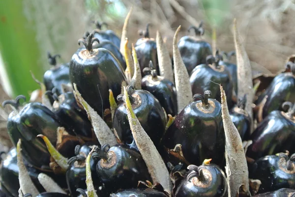 Vista de cerca racimos de frutas de aceite de palma en los árboles de aceite de palma — Foto de Stock