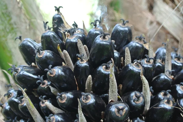 Close-Up Nézd pálmaolaj gyümölcsök csokrok a pálmaolajat fák — Stock Fotó