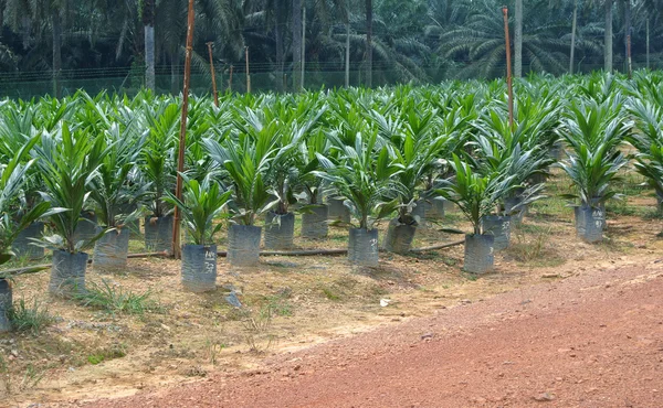 Pépinière pour jeunes palmiers à huile en Malaisie — Photo