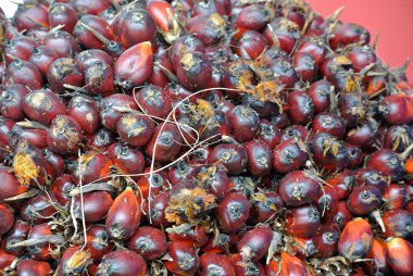 Hurma yağı meyve görünümünü yakın çekim demet