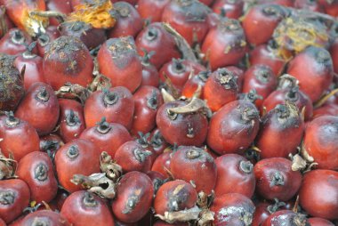 Hurma yağı meyve görünümünü yakın çekim demet