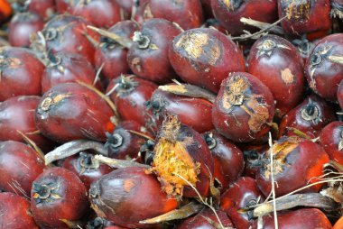 Hurma yağı meyve görünümünü yakın çekim demet