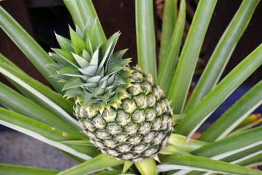 Bir ananas ağaç veya ananas comosus ağacı