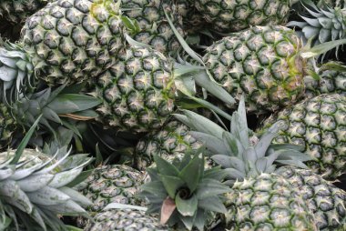 Ananas Meyve ya da ananas comosus yığını