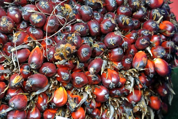 Vista de cerca de racimos de frutas de aceite de palma — Foto de Stock