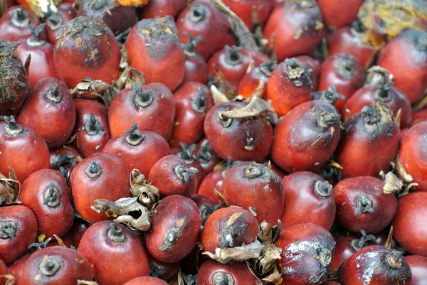 Vista de perto dos cachos de frutas de óleo de palma — Fotografia de Stock