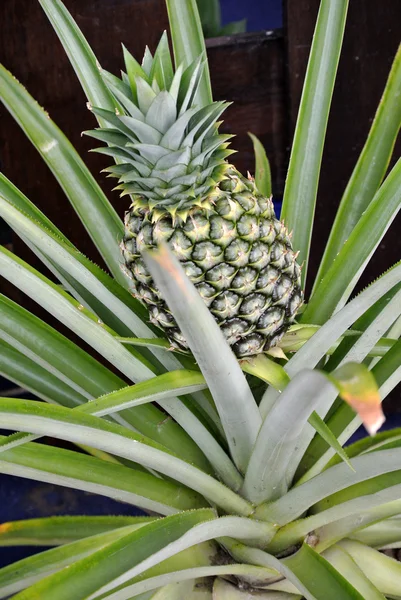 A pineapple tree or ananas comosus tree — Stock Photo, Image