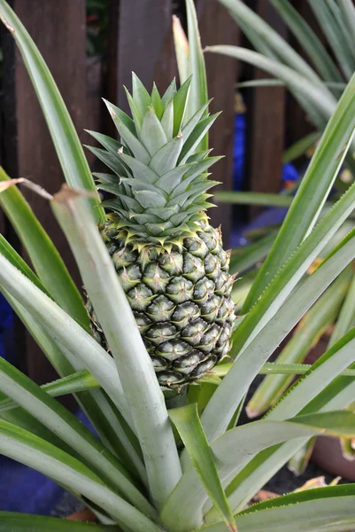 A pineapple tree or ananas comosus tree