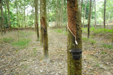 Kauçuk ağacı veya Hevea brasiliensis plantasyon içinde Malacca, Malaysia